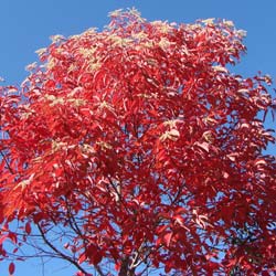 Sourwood, Sorrel Tree